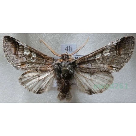 Diloba caeruleocephala (Linnaeus, 1758) male Bielmica sinogłówka Czech4h